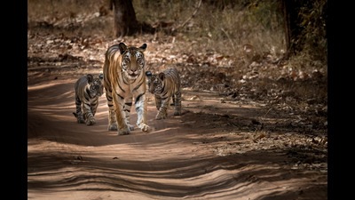 The man-animal conflict was at its highest during 2022 when over 100 humans lost their lives in Maharashtra (REPRESENTATIVE IMAGE) The man-animal conflict was at its highest during 2022 when over 100 humans lost their lives in Maharashtra (REPRESENTATIVE IMAGE)