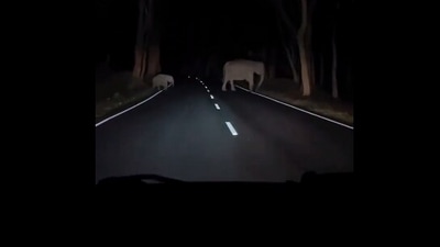 The image, taken from the Twitter video, shows two elephants crossing a road at night. (Instagram/@dandeliadventuretrails)