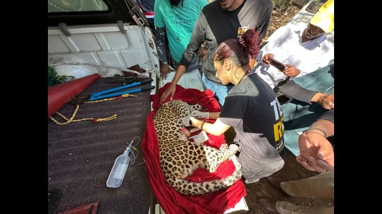 1-yr-old injured male leopard rescued from Pansoli village - Hindustan ...