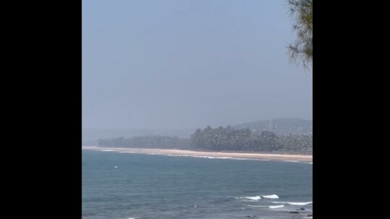 The image is taken from the Twitter video about flock of birds shared by actor Nikita Dutta.(Twitter/@nikifyinglife)