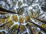 Cry shyness is a phenomenon where top of the trees, called the crown, do not touch each other and subsequently form gaps.(shutterstock) Cry shyness is a phenomenon where top of the trees, called the crown, do not touch each other and subsequently form gaps.(shutterstock)