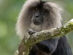Lion-tailed Macaques seen in the wildlife.