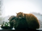 Pet care tips: Here's how to keep your furry friends healthy this winter (Photo by Asia i Seweryn) Pet care tips: Here's how to keep your furry friends healthy this winter (Photo by Asia i Seweryn)