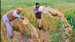 According to latest official data from a background note prepared by the ministry of agriculture on “the functioning of the agricultural credit system in the country”, the share of investment credit in total agriculture credit stood at 41% during 2021-22, one percentage point below its peak of 42% achieved in 2006-06. (AFP) According to latest official data from a background note prepared by the ministry of agriculture on “the functioning of the agricultural credit system in the country”, the share of investment credit in total agriculture credit stood at 41% during 2021-22, one percentage point below its peak of 42% achieved in 2006-06. (AFP)