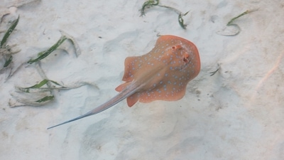 This handout image shows a Bluespotted lagoon ray. Coral reefs, which harbor at least a quarter of all marine animals and plants, are gravely menaced by an array of human threats. Shark and ray species -- from apex predators to filter feeders -- play an important role in these delicate ecosystems that "cannot be filled by other species", said Samantha Sherman, of Simon Fraser University. (Colin Simpendorfer / Simon Fraser University & James Cook University / AFP) This handout image shows a Bluespotted lagoon ray. Coral reefs, which harbor at least a quarter of all marine animals and plants, are gravely menaced by an array of human threats. Shark and ray species -- from apex predators to filter feeders -- play an important role in these delicate ecosystems that "cannot be filled by other species", said Samantha Sherman, of Simon Fraser University. (Colin Simpendorfer / Simon Fraser University & James Cook University / AFP)