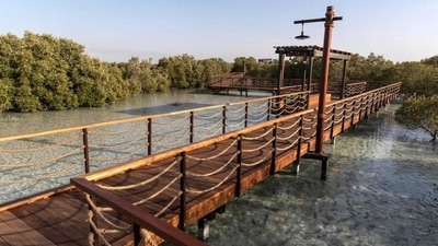 Jubail Mangrove Park: The perfect place to discover, explore and learn about the native species of Abu Dhabi and spot an array of wildlife from turtles to herons. This jewel in Abu Dhabi’s crown is home to meandering boardwalks allowing you to wander through the mangroves. This a family-friendly park enhances importance of nature and understanding the importance of ecological function of the city’s mangroves habitat, which not only support biodiversity and protect the Abu Dhabi coastline but also help prevent climate change by sucking up carbon dioxide and other greenhouse gases and trapping them in their flooded soils for millennia. (pinterest) Jubail Mangrove Park: The perfect place to discover, explore and learn about the native species of Abu Dhabi and spot an array of wildlife from turtles to herons. This jewel in Abu Dhabi’s crown is home to meandering boardwalks allowing you to wander through the mangroves. This a family-friendly park enhances importance of nature and understanding the importance of ecological function of the city’s mangroves habitat, which not only support biodiversity and protect the Abu Dhabi coastline but also help prevent climate change by sucking up carbon dioxide and other greenhouse gases and trapping them in their flooded soils for millennia. (pinterest)