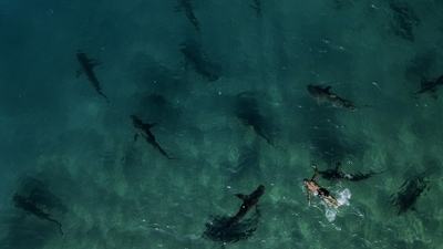 Sandbar sharks are seen swimming next to a snorkeler in the Mediterranean Sea, off the coast of Hadera, Israel, on December 30, 2022. Authors of the study found that coral linked species of sharks and rays face an extinction risk almost double that of sharks and rays in general. (Ariel Schalit / AP) Sandbar sharks are seen swimming next to a snorkeler in the Mediterranean Sea, off the coast of Hadera, Israel, on December 30, 2022. Authors of the study found that coral linked species of sharks and rays face an extinction risk almost double that of sharks and rays in general. (Ariel Schalit / AP)