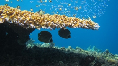 Butterflyfish fish seen swimming on a reef, off the coast of Christmas Island, an Australian external territory, on January 2. Modelling research has shown that even if the Paris climate goal of holding global warming to 1.5 degrees Celsius is reached, 99 percent of the world's coral reefs will not be able to recover. (Sally A. KEITH / LANCASTER UNIVERSITY / AFP) Butterflyfish fish seen swimming on a reef, off the coast of Christmas Island, an Australian external territory, on January 2. Modelling research has shown that even if the Paris climate goal of holding global warming to 1.5 degrees Celsius is reached, 99 percent of the world's coral reefs will not be able to recover. (Sally A. KEITH / LANCASTER UNIVERSITY / AFP)