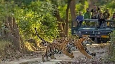 The Bagh Mitra’ and ‘Hathi Mitra’ will not only make villagers aware of the behaviour of the wild animals but also train them on how to coexist with the wild animals. (Representative Image) The Bagh Mitra’ and ‘Hathi Mitra’ will not only make villagers aware of the behaviour of the wild animals but also train them on how to coexist with the wild animals. (Representative Image)