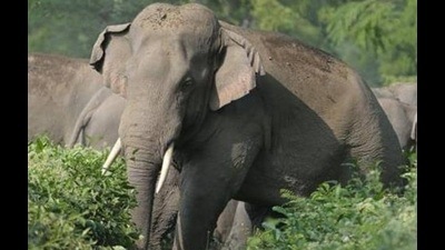 This is the second human death in a human-elephant conflict incident in the region within 10 days. (Representational photo) This is the second human death in a human-elephant conflict incident in the region within 10 days. (Representational photo)