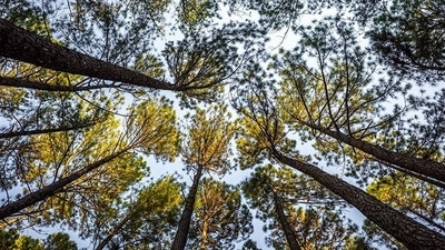 Cry shyness is a phenomenon where top of the trees, called the crown, do not touch each other and subsequently form gaps. (shutterstock) Cry shyness is a phenomenon where top of the trees, called the crown, do not touch each other and subsequently form gaps. (shutterstock)