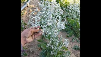 d growers in Haryana’s Bhiwani, Hisar, Charkhi Dadri, Mahendergarh and some areas of Fatehabad are a worried lot as they fear their crop may be damaged by frost. (HT File)