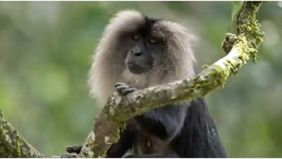 Lion-tailed Macaques seen in the wildlife. (Twitter/@Supriya Sahu) Lion-tailed Macaques seen in the wildlife. (Twitter/@Supriya Sahu)