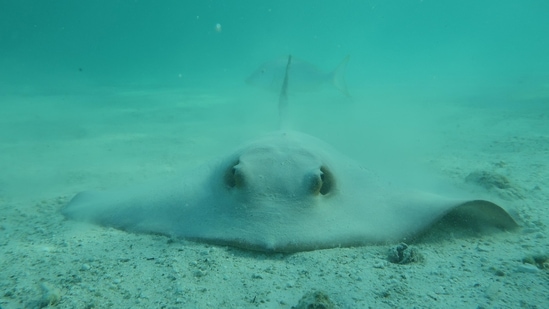 This photo, released on January 16, by Simon Fraser University and James Cook University in Canada and Australia respectively, shows a cowtail ray in the sand, “It was a bit surprising just how high the threat level is for these species. Many species that we thought of as common are declining at alarming rates and becoming more difficult to find in some places,” Sherman told AFP.&nbsp;(Colin Simpendorfer / Simon Fraser University & James Cook University / AFP)