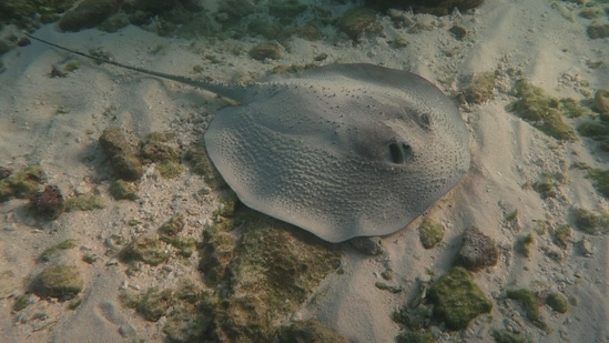 A porcupine stingray is seen near a jetty in this photo released on January 16. Of the 134 species of sharks and rays linked to reefs studied by the universities, 59 were found to be threatened with extinction, AFP reported. Among these, five shark species are listed as critically endangered, as well as nine ray species - all so-called "rhino rays" that look more like sharks than stingrays. (Colin Simpendorfer / Simon Fraser University & James Cook University / AFP)