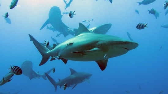 Bull sharks are seen swimming in the waters off Fiji in this handout photo released on January 16. Nearly two-thirds of the sharks and rays that live among the world's corals are threatened with extinction, says new research published in the journal Nature Communications. (Colin Simpendorfer / Simon Fraser University & James Cook University / AFP)