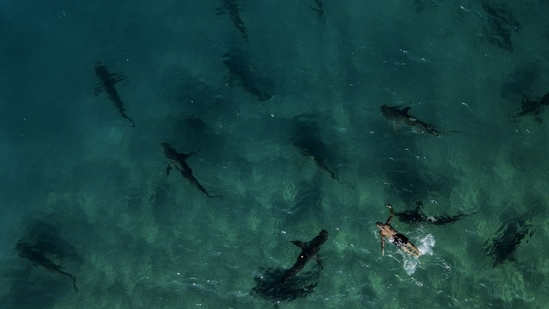 Sandbar sharks are seen swimming next to a snorkeler in the Mediterranean Sea, off the coast of Hadera, Israel, on December 30, 2022. Authors of the study found that coral linked species of sharks and rays face an extinction risk almost double that of sharks and rays in general. (Ariel Schalit / AP)