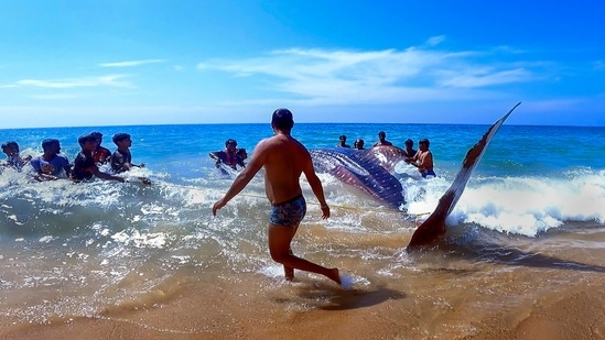 Fishermen release a huge whale-shark that got entangled in their fishing nets into the sea, at Puthiyathura coast, Thiruvananthapuram, on December 15, 2022. Sharks are under most threat in the Western Atlantic and parts of the Indian Ocean, whereas the Indian Ocean and Southeast Asia are the highest risks for rays, the joint report said. (PTI)