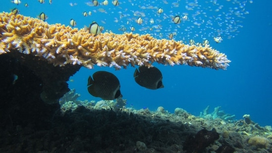 Butterflyfish fish seen swimming on a reef, off the coast of Christmas Island, an Australian external territory, on January 2. Modelling research has shown that even if the Paris climate goal of holding global warming to 1.5 degrees Celsius is reached, 99 percent of the world's coral reefs will not be able to recover. (Sally A. KEITH / LANCASTER UNIVERSITY / AFP)