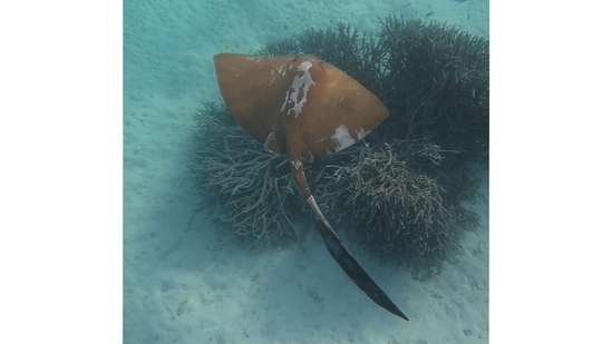A cowtail ray is seen swimming above some branching coral. Coral reef fisheries directly support the livelihoods and food security of over half a billion people, but this crucial ecosystem is facing an existential threat by overexploitation and global heating, AFP reported. (Handout / Simon Fraser University & James Cook University / AFP)
