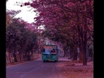 Bengaluru streets are covered in cherry blossoms.(Instagram/@reflectionofmymemories) Bengaluru streets are covered in cherry blossoms.(Instagram/@reflectionofmymemories)