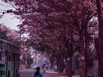 Pink trumpets are in full bloom in Bengaluru, painting the city pink.(@KarnatakaWorld/Twitter) Pink trumpets are in full bloom in Bengaluru, painting the city pink.(@KarnatakaWorld/Twitter)