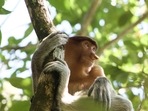 Malaysia is home to a wide variety of species, many of which can only be found in this part of the world. (Unsplash) Malaysia is home to a wide variety of species, many of which can only be found in this part of the world. (Unsplash)