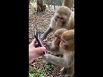 Three monkeys curiously scrolling through a smartphone held by an individual. (Twitter/@KirenRijiju) Three monkeys curiously scrolling through a smartphone held by an individual. (Twitter/@KirenRijiju)