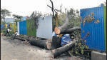 Mumbai, India - October 7, 2019: Chopped down trees are seen at Metro car shed in Aarey Colony in Mumbai, India, on Monday, October 7, 2019. (Photo by Satyabrata Tripathy/Hindustan Times) (Satyabrata Tripathy/HT Photo) Mumbai, India - October 7, 2019: Chopped down trees are seen at Metro car shed in Aarey Colony in Mumbai, India, on Monday, October 7, 2019. (Photo by Satyabrata Tripathy/Hindustan Times) (Satyabrata Tripathy/HT Photo)