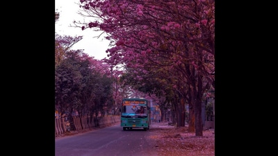 Bengaluru streets are covered in cherry blossoms. (Instagram/@reflectionofmymemories) Bengaluru streets are covered in cherry blossoms. (Instagram/@reflectionofmymemories)