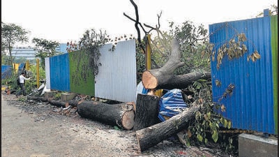 Mumbai, India - October 7, 2019: Chopped down trees are seen at Metro car shed in Aarey Colony in Mumbai, India, on Monday, October 7, 2019. (Photo by Satyabrata Tripathy/Hindustan Times) (Satyabrata Tripathy/HT Photo) Mumbai, India - October 7, 2019: Chopped down trees are seen at Metro car shed in Aarey Colony in Mumbai, India, on Monday, October 7, 2019. (Photo by Satyabrata Tripathy/Hindustan Times) (Satyabrata Tripathy/HT Photo)