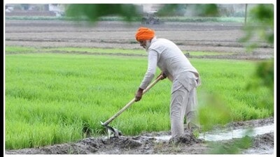 Punjab Agricultural University (PAU) has cautioned farmers in the state about the harmful effects of ongoing cold wave, including frosting ground in the northern region of the country. (HT File)