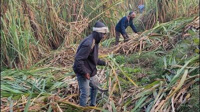 The Bhartiya Kisan Union (Charuni) has given a call to stop crushing operations at all 14 sugarmills, including three private ones, in the state from Friday. (HT File) The Bhartiya Kisan Union (Charuni) has given a call to stop crushing operations at all 14 sugarmills, including three private ones, in the state from Friday. (HT File)