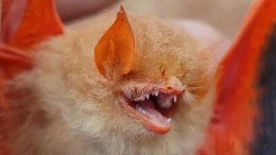 The orange-coloured bat spotted in Chhattisgarh earlier this week. (Photo by Shakeel Rizvi) The orange-coloured bat spotted in Chhattisgarh earlier this week. (Photo by Shakeel Rizvi)