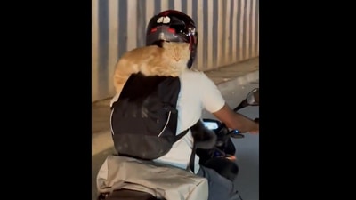 The man was riding with two cats, one on his back and another in the front. (@ForeverBLRU/Twitter) The man was riding with two cats, one on his back and another in the front. (@ForeverBLRU/Twitter)