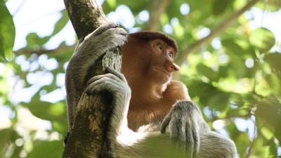 Malaysia is home to a wide variety of species, many of which can only be found in this part of the world. (Unsplash) Malaysia is home to a wide variety of species, many of which can only be found in this part of the world. (Unsplash)