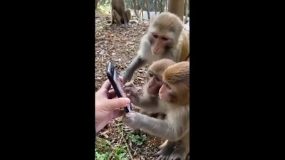 Three monkeys curiously scrolling through a smartphone held by an individual. (Twitter/@KirenRijiju) Three monkeys curiously scrolling through a smartphone held by an individual. (Twitter/@KirenRijiju)