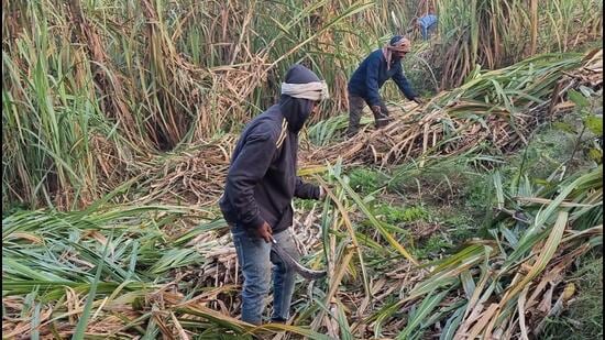 The Bhartiya Kisan Union (Charuni) has given a call to stop crushing operations at all 14 sugarmills, including three private ones, in the state from Friday. (HT File) The Bhartiya Kisan Union (Charuni) has given a call to stop crushing operations at all 14 sugarmills, including three private ones, in the state from Friday. (HT File)