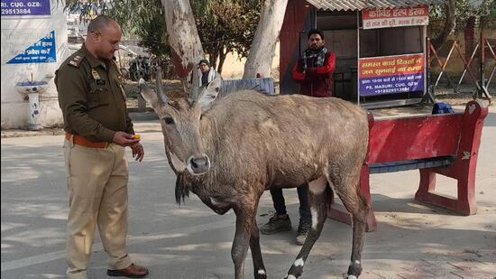 The nilgai has been coming to Masuri police station in Ghaziabad for the past month. (Sakib Ali/HT Photo)