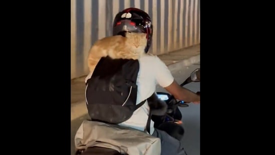 The man was riding with two cats, one on his back and another in the front.(@ForeverBLRU/Twitter)