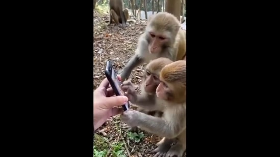 Three monkeys curiously scrolling through a smartphone held by an individual. (Twitter/@KirenRijiju)