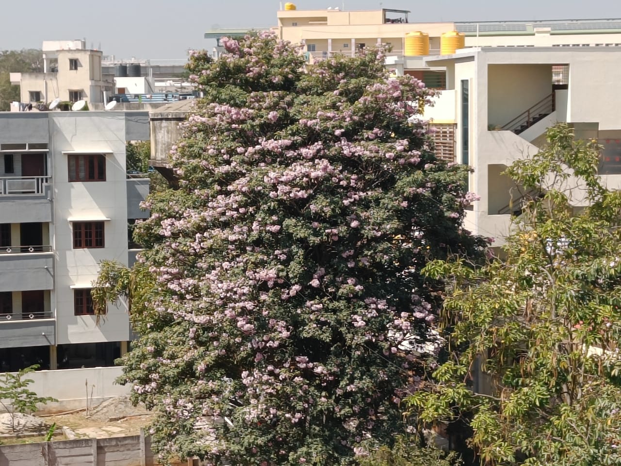 Pink trumpet trees in South Bengaluru.