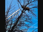 The image shows the dog that was rescued by firefighters after it got stuck on a tree while chasing a squirrel.