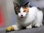 What to do if your pet is injured; expert on first aid tips(Pixabay) What to do if your pet is injured; expert on first aid tips(Pixabay)