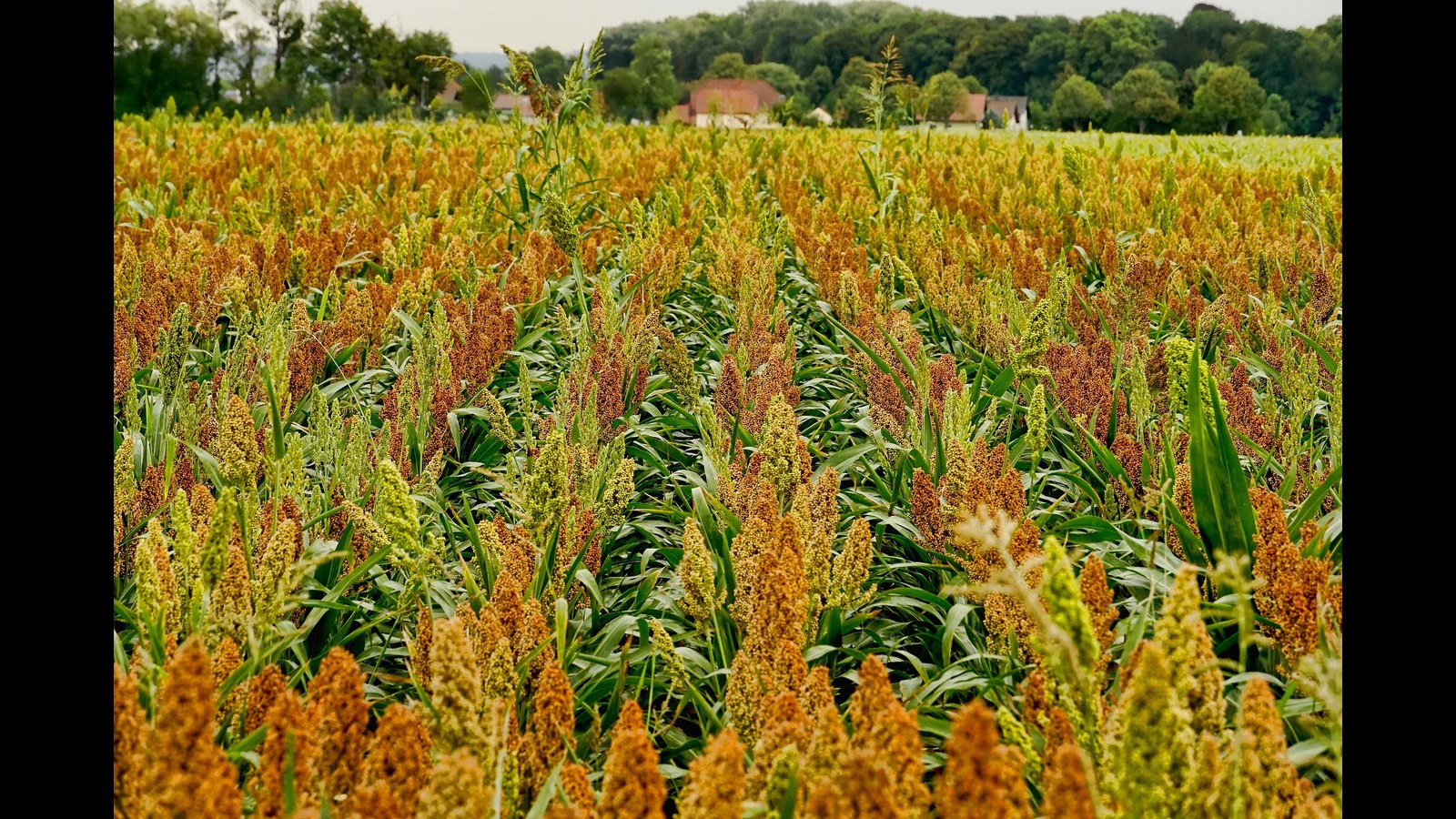 Grain check: Sorghum, India’s alternative to corn, is gaining ground