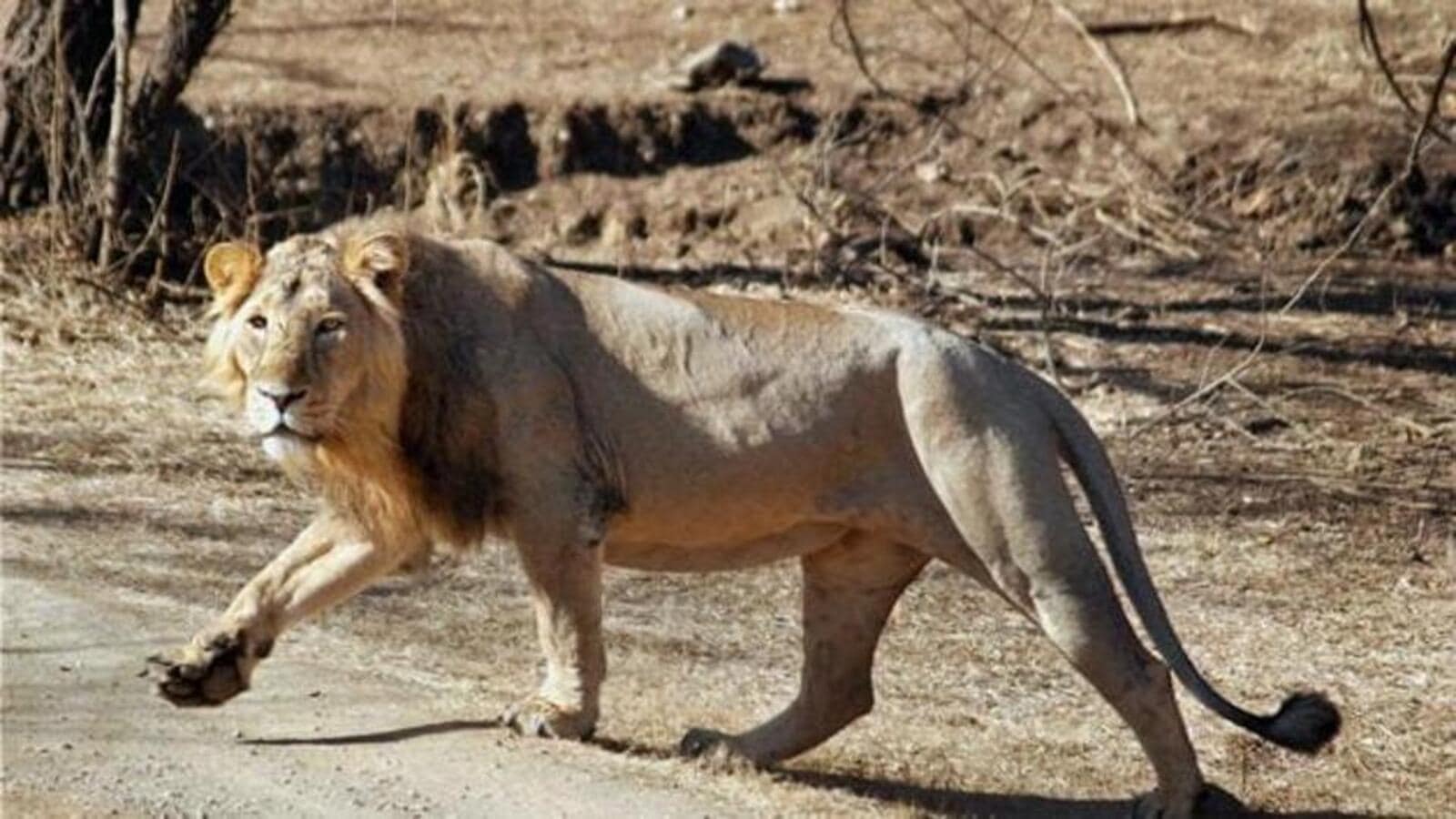 Asiatic lion spotted in Gujarat's Barda for 1st time since 1879 ...