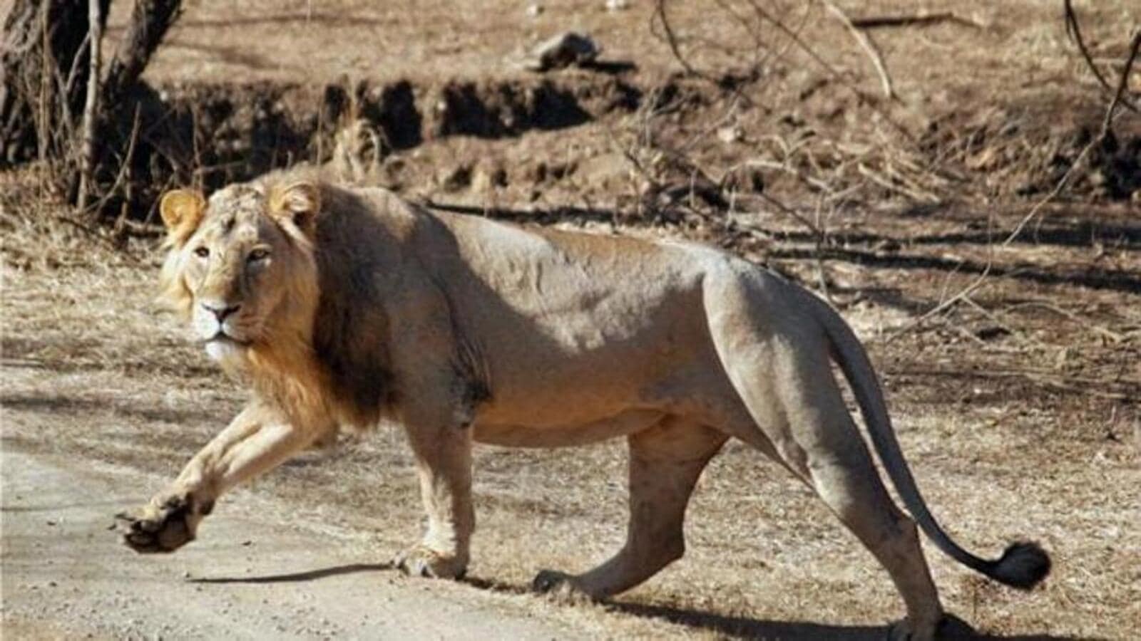 Asiatic lion spotted in Gujarat’s Barda for 1st time since 1879