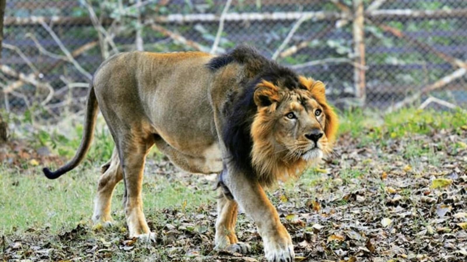 If the Asiatic lion is safe anywhere, it's in Gir: Environment minister  Bhupender Yadav - The Economic Times