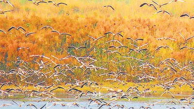 Experts slam move to dewater Haiderpur wetland Experts slam move to dewater Haiderpur wetland