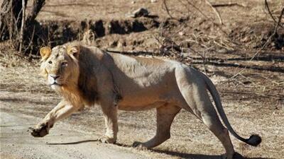 Around half of Gujarat’s 674 Asiatic lions— about 325 to 350—lived in Gir. (HT PHOTO (Representative)) Around half of Gujarat’s 674 Asiatic lions— about 325 to 350—lived in Gir. (HT PHOTO (Representative))